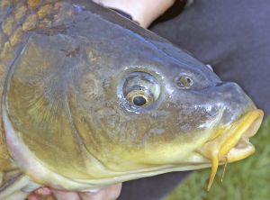 Carp round-up in western NSW